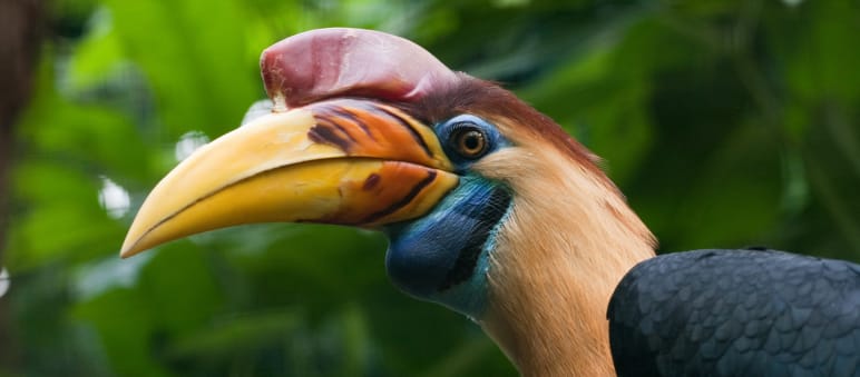 Hornvogel, Kuskus, Anoa und Maleo sollen auf Sulawesi überleben Hornvogel