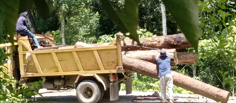 Signal an die Holzmafia im Leuser-Ökosystem Holzstämme werden auf einen Lastwagen verladen.