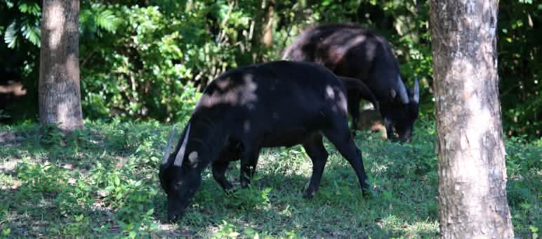 Auf Sulawesi leben die bedrohten Anoa-Zwergrinder. Sie sind eine endemische Art und existieren ausschließlich dort. Zwergrinder auf Sulawesi