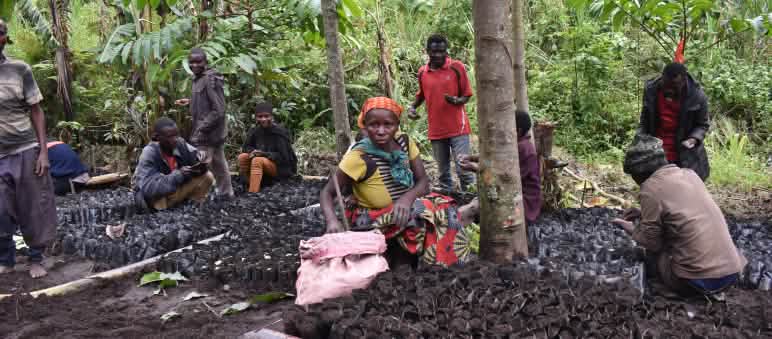 Indigene Batwa betreiben eine Baumschule Indigene sitzen in einer Baumschule