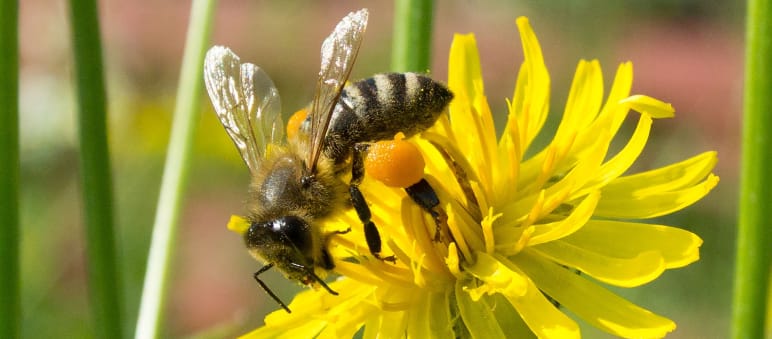 Biene bestäubt gelbe Blüte