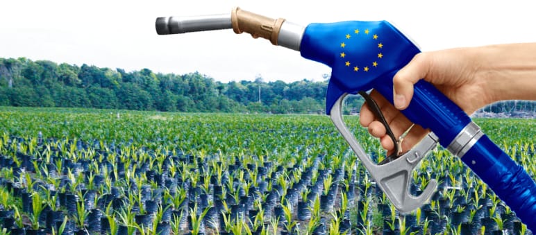 Die Hälfte der Palmöl-Importe landet im Biodiesel Palmöl Biosprit EU