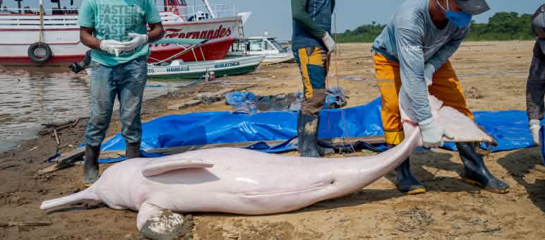 Ein im Tefé-See in Brasilien verendeter Amazonasdelfin wird untersucht Toter Amazonasdelfin am Strand