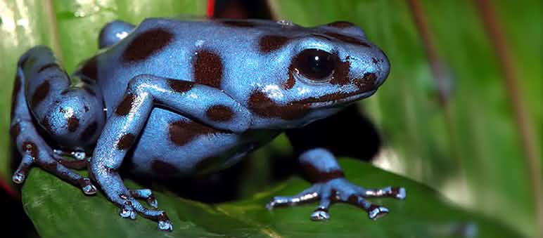 Der blaue Goldbaumsteiger steht auf der Roten Liste der bedrohten Tiere Der blaue Goldbaumsteiger Frosch sitzt auf Blatt