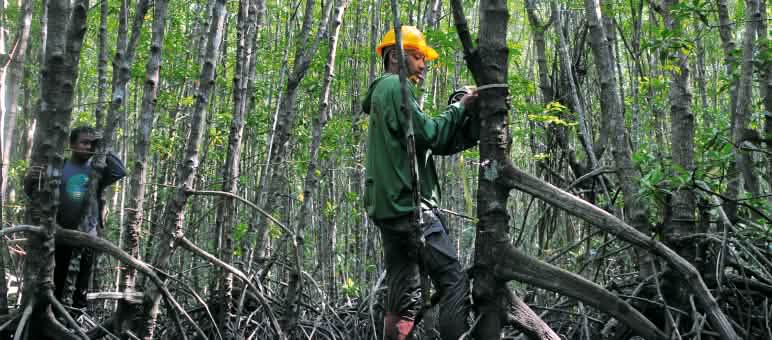 CIFOR-Forscher untersuchen, wie viel Kohlenstoff Mangroven speichern CIFOR-Forscher