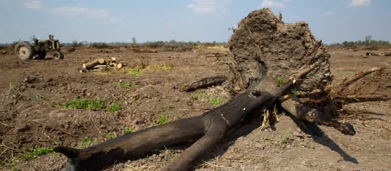 Abgebrannter Baum für Anlage von Soja-Plantage im Gran Chaco
