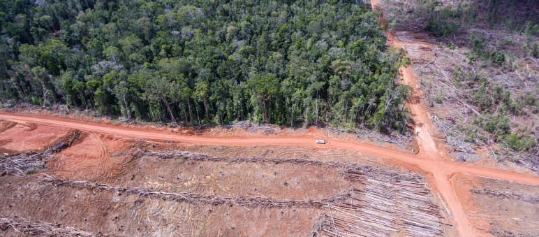 Korindo wollte nicht, dass wir über Regenwaldvernichtung berichten Luftbild: Rodung für Palmölplantage der Firma Korindo in Papua