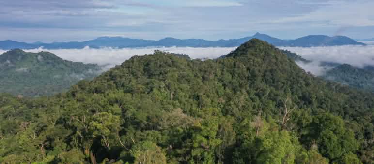 Indigene sind die besseren Waldhüter Banner von SOB von weitem