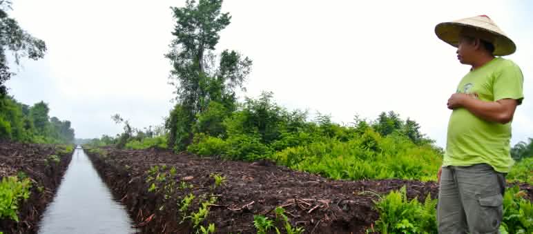 Torfwälder wurden gerodet und werden trockengelegt, um Platz für Palmölplantagen zu schaffen Matek Geram