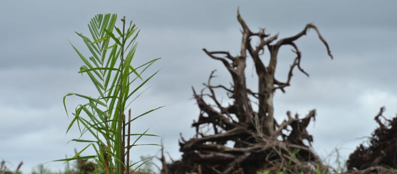 Für Ölpalmen wird Malaysia Wald vernichtet Für Palmöl-Plantage gerodeter Torfwald in Sarawak/Malaysia