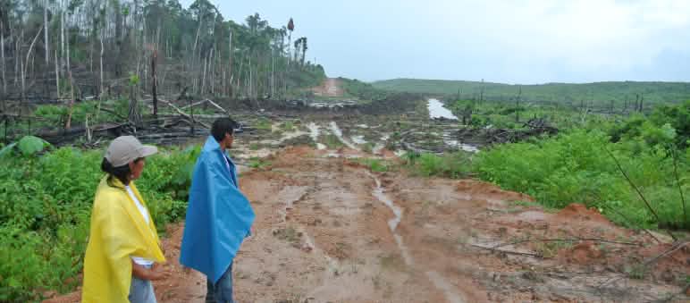 Für Palmöl-Plantagen werden in Peru großflächig Regenwälder gerodet (Foto: Mathias Rittgerott/Rettet den Regenwald)