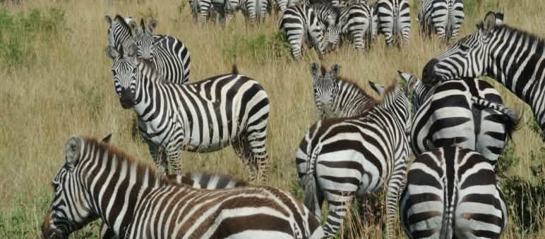 Tansanias Natur ist atemberaubend. Ihr Schutz muss Menschenrechte achten Zebras in der Savanne