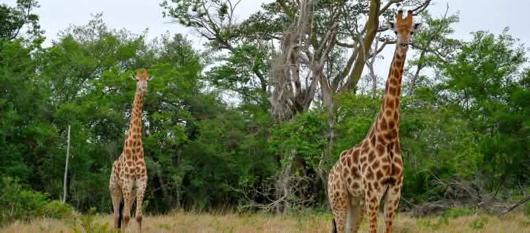 Giraffen brauchen artenreiche Savannenlandschaft Zwei Giraffen in Südafrika
