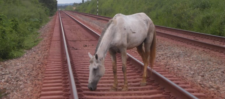 Ein Pferd sucht zwischen den Schwellen eines Bahngleises nach Nahrung