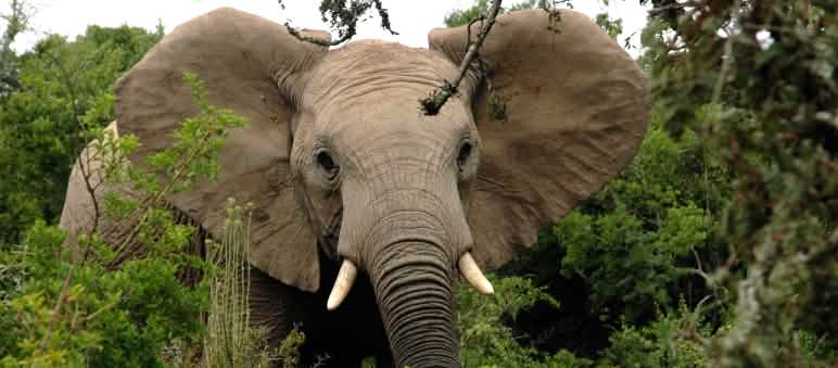 Schätzungen zufolge werden jährlich 20.000 bis 30.000 Afrikanische Elefanten gewildert Afrikanischer Elefant im Wald