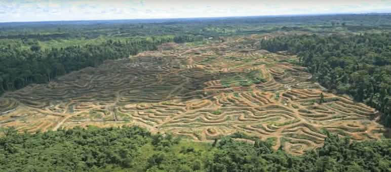 Palmölunternehmen dringen bis in die Regenwälder Papuas vor - und zerstören sie unwiederbringlich Drohnenaufnahme von Abholzung für Palmöl in Sorong, West-Papua
