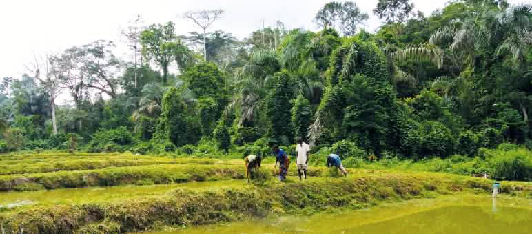 Mit der Zucht von Fischen wollen die Einwohner von Sayou etwas Geld verdienen. Ein Teil des Fangs ist für den Eigenbedarf Fischzucht in Lieeria