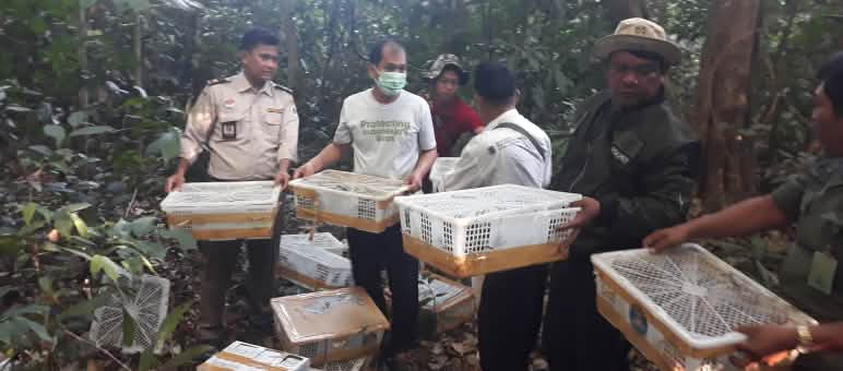 .... und gefangenen Vögeln die Freiheit schenken. Wildtierschmuggel stoppen: Unsere Partnerorganisation Flight aus Indonesien lässt gefangene Wildvögel frei