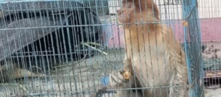 Aus der Gefangenschaft .... Nasenaffe im Käfig