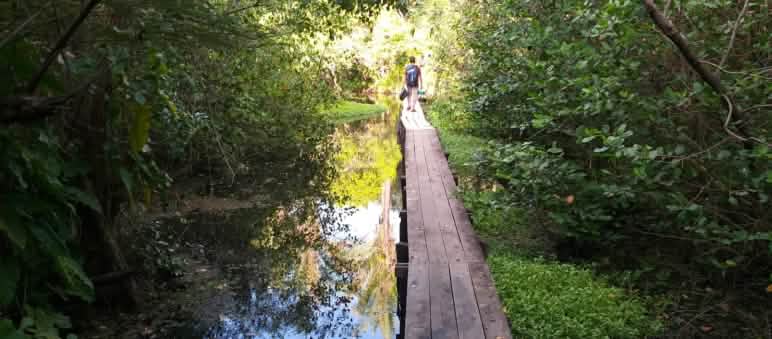 Die Mangrovenwälder und Feuchtgebiete der Insel Cajual sind ein Naturparadies und internationales RAMSAR-Schutzgebiet Holzsteg im Wasser eines Mangrovenwaldes auf der Insel Cajual
