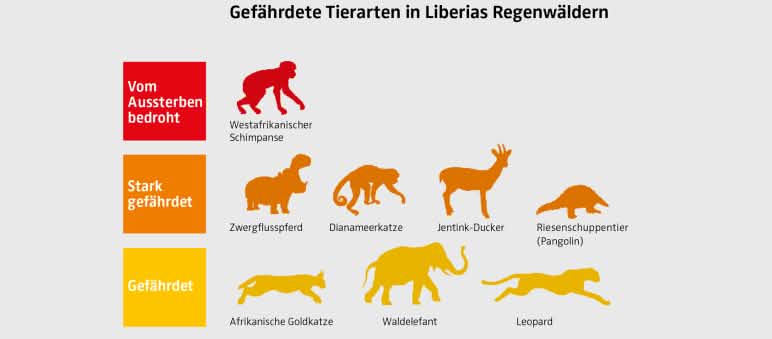Schimpansen, Leoparden und Waldelefanten gehören zu den gefährdeten Tierarten in Liberias Regenwäldern. Grafik gefährdeter Tierarten in Liberia