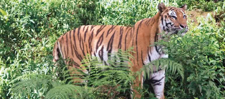 Wilderei auf Sumatra-Tiger hat System. Die Täter sind international vernetzt. Sumatra-Tiger