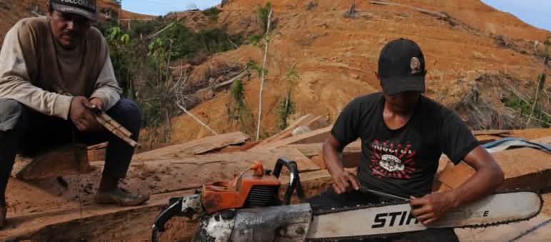 Stihl verdient an der Vernichtung der Wälder gut Holzfäller auf Borneo mit Motorsäge von Stihl