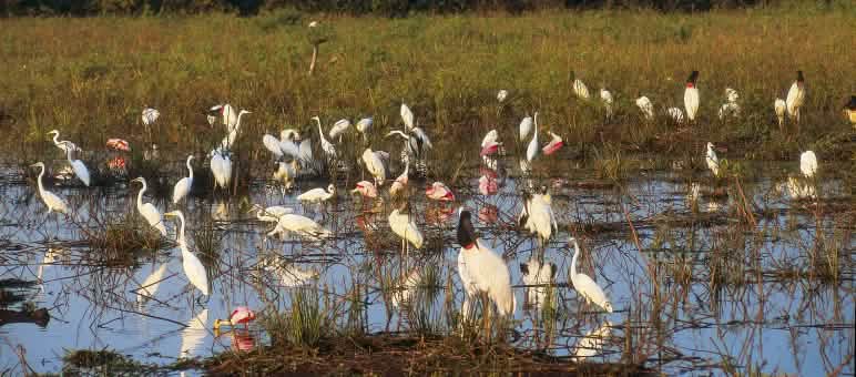 Mit Tausenden Flussquellen ist der Cerrado wasserreich – Reiher gehören zu seinen 840 Vogelarten Vögel im Cerrado, Brasilien
