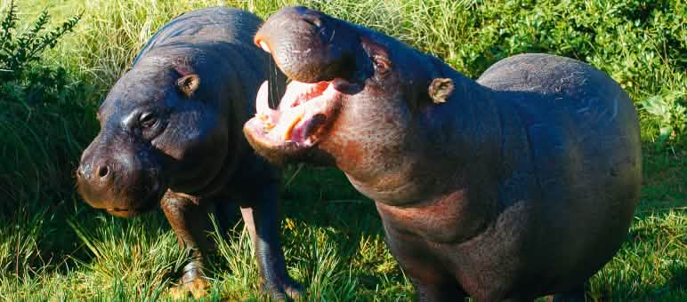 Zwergflusspferde sind extrem selten. Liberia beherbergt eine der letzten Populationen Zwergflußpferde  im Sapo Nationalpark, Liberia