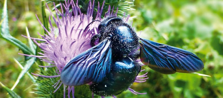 Wildbienen wie die Violette Holzbiene leben meist als Einzelgänger Holzbiene