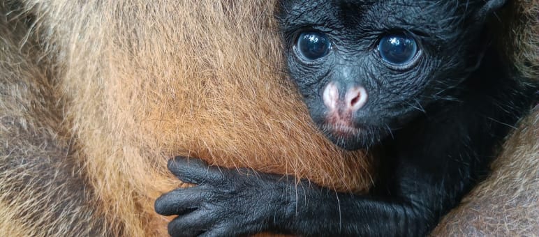 Nachwuchs bei amaZOOnico in Ecuador: Das Weißstirnklammeräffchen bekam den Namen Libertad – Freiheit Ein Baby eines Weißstirnklammeraffen schaut aus dem Fell der Mutter