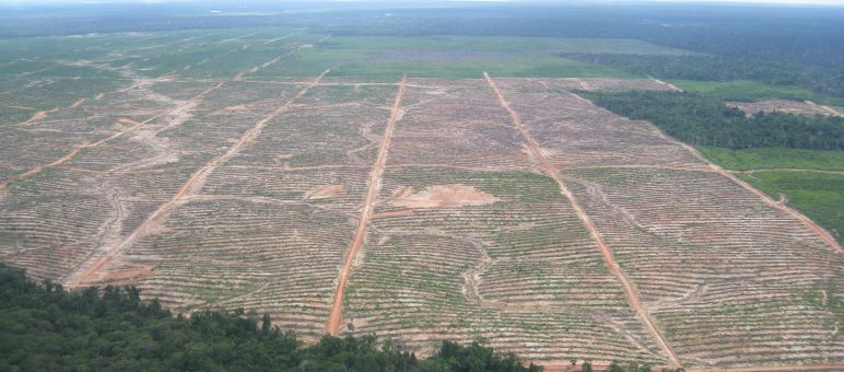 Ansicht der für Ölpalm-Plantagen in den Amazonasregenwald geschlagenen Rodungen der Firma Plantaciones de Pucallpa (heute Ocho Sur P) bei einem Überflug von Rettet den Regenwald im Jahr 2014 In den Regenwald von Peru geschlagene riesige Rodungsfläche