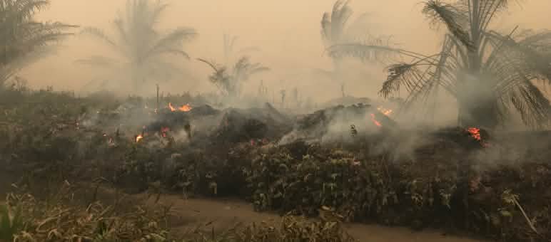 Feuer und Rauch vernichten Regenwald für Palmöl Brände beim Dorf Puding, Distrikt Muaro Jambi, Sumatra, September 2019