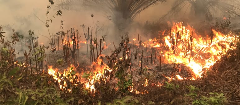 2019 brannten in Indonesien große Wald- und Torfflächen Brände beim Dorf Puding, Distrikt Muaro Jambi, Sumatra, 21. September 2019