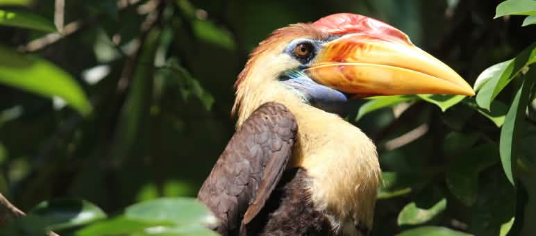 Maskottchen von JATAM Sulteng: der bedrohte Sulawesi-Hornvogel Hornvogel aus Sulawesi (Indonesien)