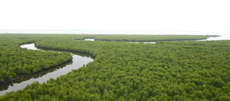 Die verbliebenen Mangrovenwälder Sumatras brauchen strengen Schutz Dichter Mangrovenwald aus der Vogelperspektive. Ein Fluss schlängelt sich durch den Wald bis an die Küste am Horizont.