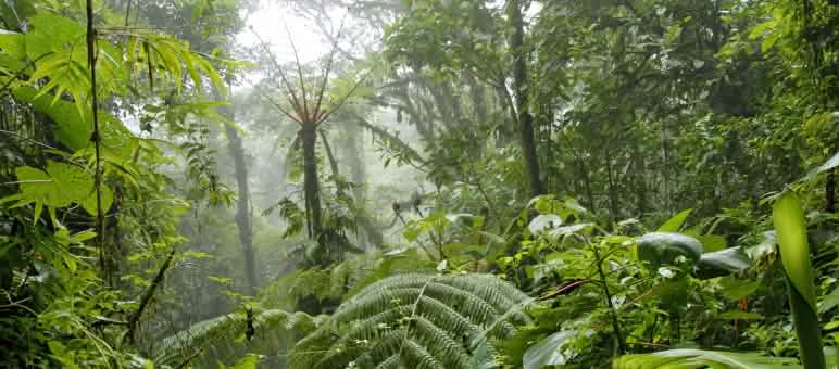 Regenwald in Mittelamerika: idyllisch und durch Drogen-Milliarden bedroht Nebelwald in Costa Rica