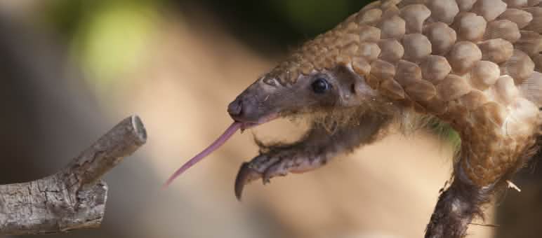 Pangoline werden gejagt, weil ihr Fleisch und ihre Schuppen in Asien und Afrika so begehrt sind Pangolin