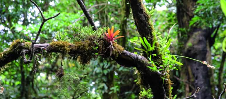 Urwaldbäume sind auch Lebensraum vieler anderer Pflanzen Urwaldbaum bewachsen