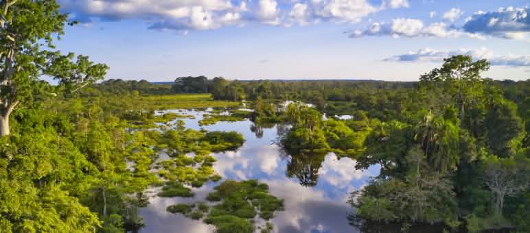 Eine Waldlichtung im Kongo-Becken, genannt „Bai“ Eine Waldlichtung im Kongo-Becken