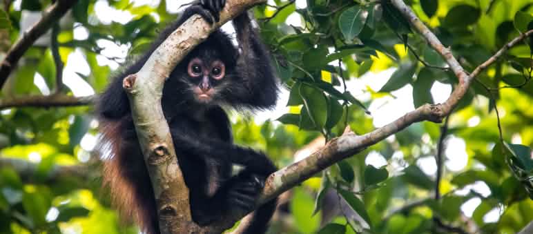 Der kritisch vom Aussterben bedrohte Braunkopfklammeraffe hat in Los Cedros eines seiner letzten Rückzugsgebiete Braunkopfklammeraffe hält sich an einem Ast fest