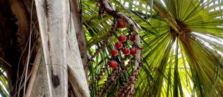 Die Früchte der Buriti-Palme werden vielfach genutzt Buriti-Palme mit Früchten