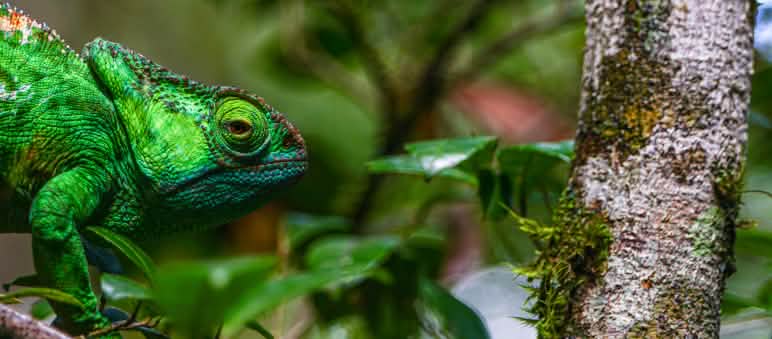 Farben-Vielfalt: Auf Madagaskar leben knapp 200 Chamäleon-Arten Chamäleon