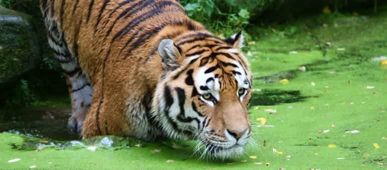 Majestätisch und bedroht: Ein Königstiger Tiger im Wasser