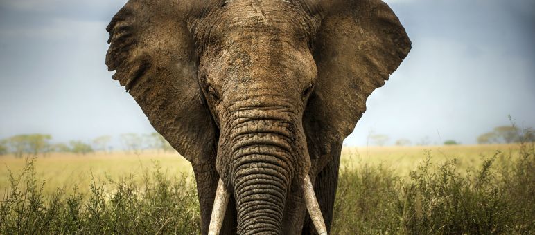 Elefant in der Savanne Elefant in der Savanne
