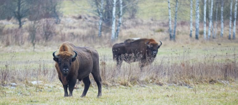 Wisent im Bialowieza-Wald in Polen