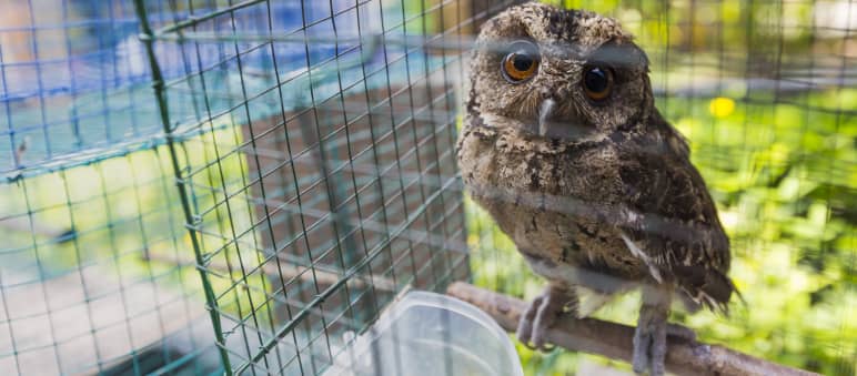 Seit Harry Potter besonders gefährdet: Eine gefangene Eule auf Java Eule im Käfig, Indonesien