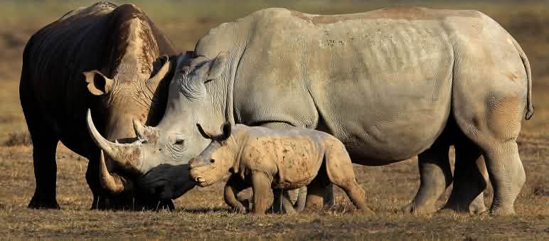 Wilderer gefährden das Überleben von Afrikas Nashörnern 2 Spitzmaulnashorn-Erwachsene mit einem Jungen