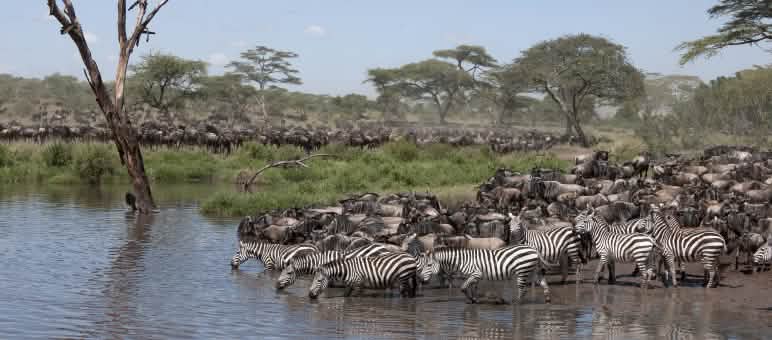 Gnus in der Serengeti (Foto: Xavier Surinyach Mateu) Zebras und Gnu in die Serengeti Nationalpark, Tansania