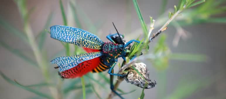 Fliegendes Juwel: Regenbogen-Heuschrecke Fliegendes Juwel: Regenbogen-Heuschrecke